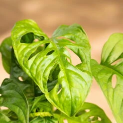 Grünpflanzen Trend-Mix Für Halbschattig/schattige Standorte, Topf 12 Cm Ø 23 Grünpflanzen Trend-Mix Für Halbschattig/schattige Standorte, Topf 12 Cm Ø -Stilvolles Gartenmöbelgeschäft 0220150063 8