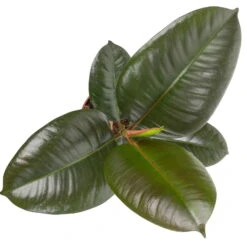 Grünpflanzen Trend-Mix Für Halbschattig/schattige Standorte, Topf 12 Cm Ø 16 Grünpflanzen Trend-Mix Für Halbschattig/schattige Standorte, Topf 12 Cm Ø -Stilvolles Gartenmöbelgeschäft 0220150064 3