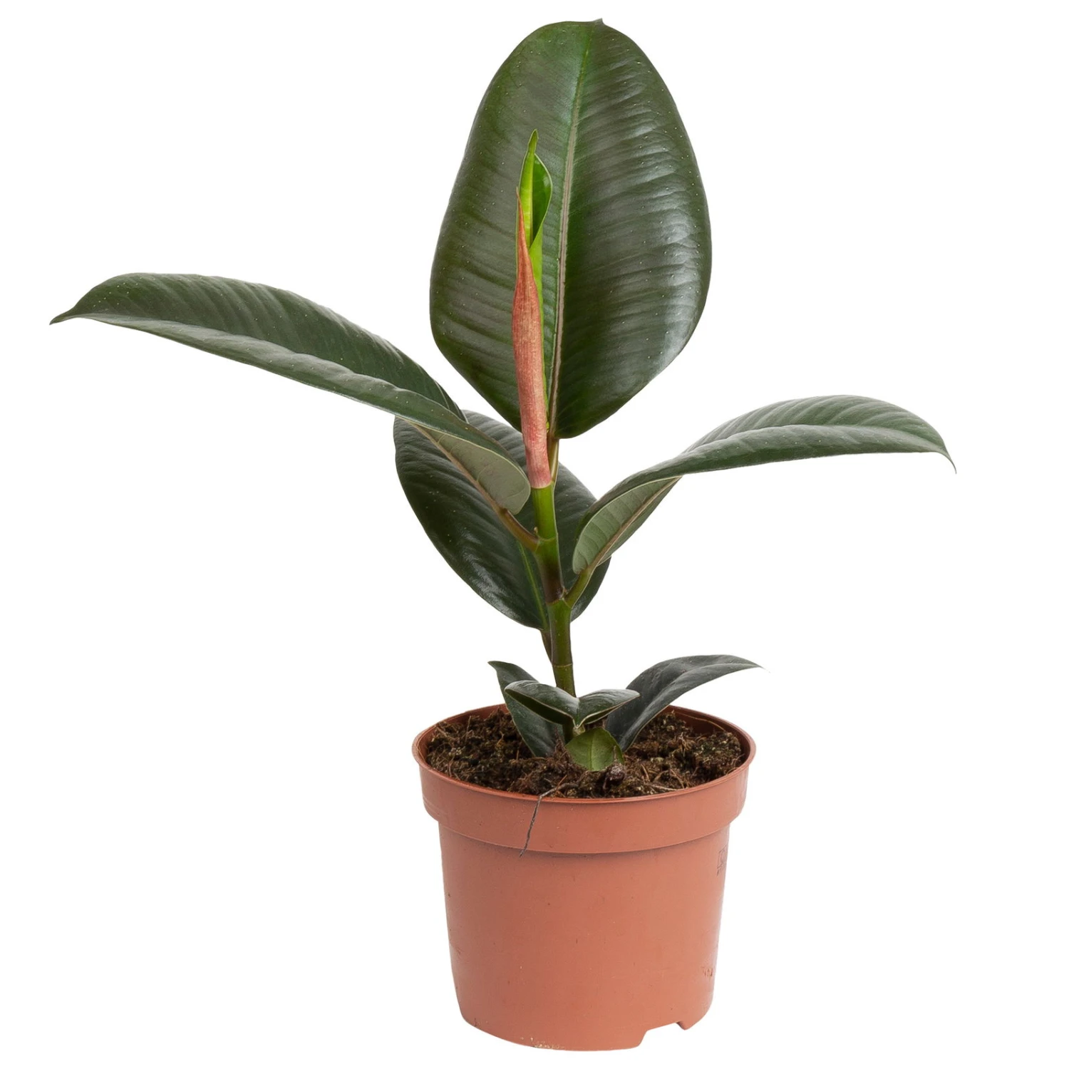 Grünpflanzen Trend-Mix Für Halbschattig/schattige Standorte, Topf 12 Cm Ø 2 Grünpflanzen Trend-Mix Für Halbschattig/schattige Standorte, Topf 12 Cm Ø – Bild 2