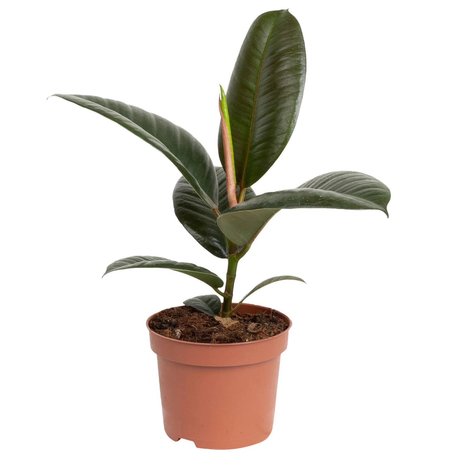 Grünpflanzen Trend-Mix Für Halbschattig/schattige Standorte, Topf 12 Cm Ø 3 Grünpflanzen Trend-Mix Für Halbschattig/schattige Standorte, Topf 12 Cm Ø – Bild 3