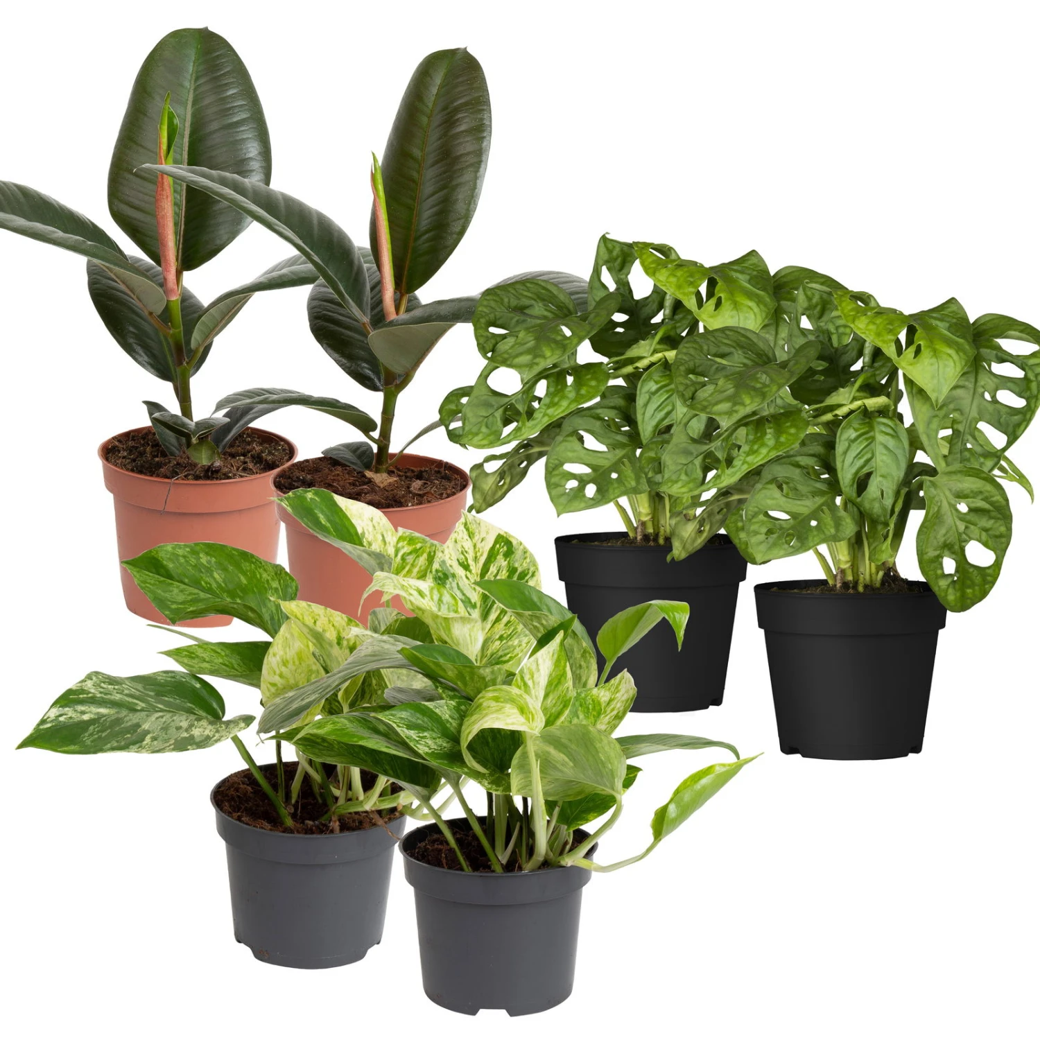 Grünpflanzen Trend-Mix Für Halbschattig/schattige Standorte, Topf 12 Cm Ø 1 Grünpflanzen Trend-Mix Für Halbschattig/schattige Standorte, Topf 12 Cm Ø