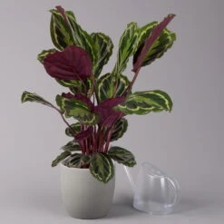 Calathea 'Medallion', Topf-Ø 19 Cm, Höhe Ca. 85 Cm -Stilvolles Gartenmöbelgeschäft 0220160008 Calathea Medaillon 19cm 3 109549