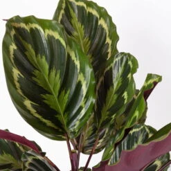 Calathea 'Medallion', Topf-Ø 19 Cm, Höhe Ca. 85 Cm -Stilvolles Gartenmöbelgeschäft 0220160008 Calathea Medaillon 19cm 4 109550