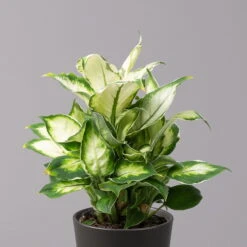 Dieffenbachie 'Cool Beauty ' Mit Keramiktopf Anthrazit, Topf-Ø 12 Cm, 2er-Set -Stilvolles Gartenmöbelgeschäft 0220170089 Dieffenbachia Cool Beauty Dallas anthrazit 2
