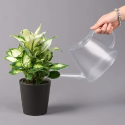 Dieffenbachie 'Cool Beauty ' Mit Keramiktopf Anthrazit, Topf-Ø 12 Cm, 2er-Set -Stilvolles Gartenmöbelgeschäft 0220170089 Dieffenbachia Cool Beauty Dallas anthrazit 3