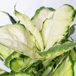 Dieffenbachie 'Cool Beauty ' Mit Keramiktopf Anthrazit, Topf-Ø 12 Cm, 2er-Set -Stilvolles Gartenmöbelgeschäft 0220170089 Dieffenbachia Cool Beauty Dallas anthrazit 4