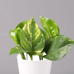 Efeutute Mit Keramiktopf Dallas Weiß, Topf-Ø 12 Cm, Höhe Ca. 15 Cm, 2er-Set -Stilvolles Gartenmöbelgeschäft 0220180186 Epipremum pinn Dallas weiss 2