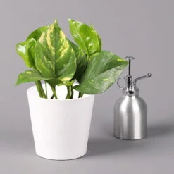 Efeutute Mit Keramiktopf Dallas Weiß, Topf-Ø 12 Cm, Höhe Ca. 15 Cm, 2er-Set -Stilvolles Gartenmöbelgeschäft 0220180186 Epipremum pinn Dallas weiss 3