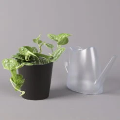 Gefleckte Efeutute 'Argyraeus, Inkl. Keramitopf Dallas Anthrazit, Topf 12 Cm Ø 8 Gefleckte Efeutute 'Argyraeus, Inkl. Keramitopf Dallas Anthrazit, Topf 12 Cm Ø -Stilvolles Gartenmöbelgeschäft 0220180212 Scind pict Argyraeus Topf Dallas anthrazit 3