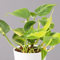 Philodendron 'Brasil' In Keramiktopf Dallas Weiß, Topf-Ø 12 Cm, 3er-Set -Stilvolles Gartenmöbelgeschäft 0220180291 Philo scandens Brasil in Dallas weiss 12cm 3er Set 3 114655