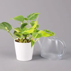 Philodendron 'Brasil' In Keramiktopf Dallas Weiß, Topf-Ø 12 Cm, 3er-Set -Stilvolles Gartenmöbelgeschäft 0220180291 Philo scandens Brasil in Dallas weiss 12cm 3er Set 4 114656