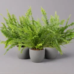 Schwertfarn 'Green Lady', Topf-Ø 12cm, Höhe Ca. 35 Cm, 3er-Set