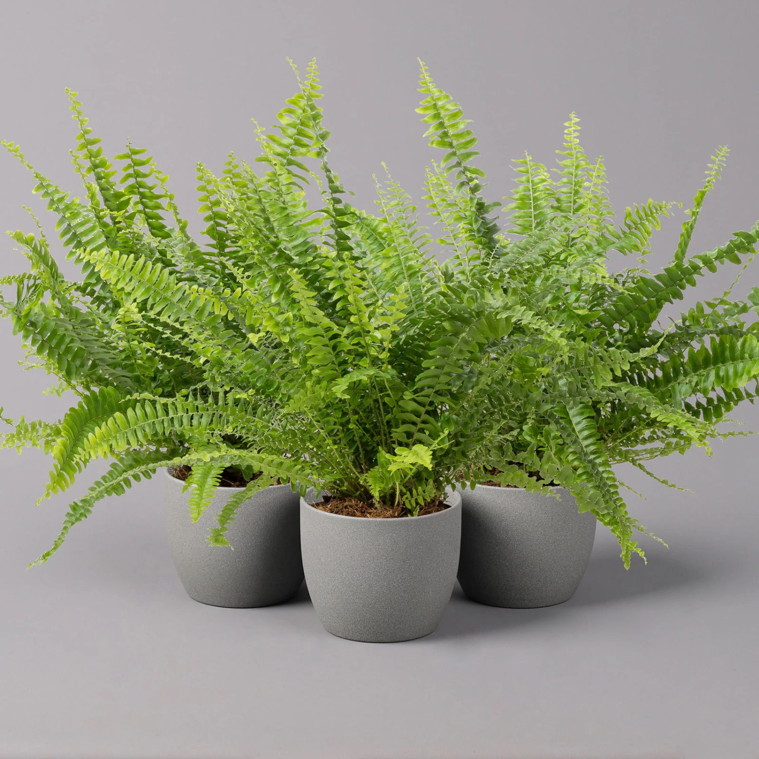 Schwertfarn 'Green Lady', Topf-Ø 12cm, Höhe Ca. 35 Cm, 3er-Set 1 Schwertfarn 'Green Lady', Topf-Ø 12cm, Höhe Ca. 35 Cm, 3er-Set