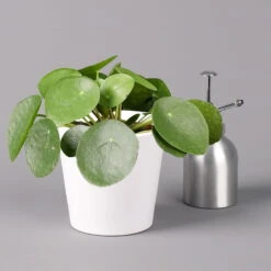 Pilea Peperomioides In Topf Dallas Weiß, Topf-Ø 12 Cm, Höhe Ca. 20 Cm, 3er-Set 11 Pilea Peperomioides In Topf Dallas Weiß, Topf-Ø 12 Cm, Höhe Ca. 20 Cm, 3er-Set -Stilvolles Gartenmöbelgeschäft 0220450140 Pilea peperomioides Dallas weiss 3
