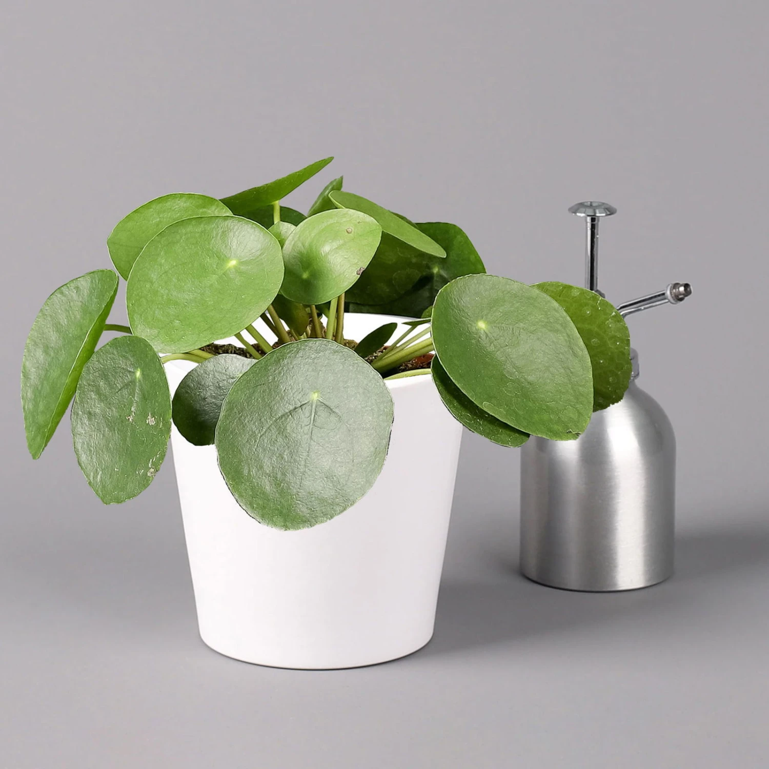 Pilea Peperomioides In Topf Dallas Weiß, Topf-Ø 12 Cm, Höhe Ca. 20 Cm, 3er-Set 4 Pilea Peperomioides In Topf Dallas Weiß, Topf-Ø 12 Cm, Höhe Ca. 20 Cm, 3er-Set – Bild 4