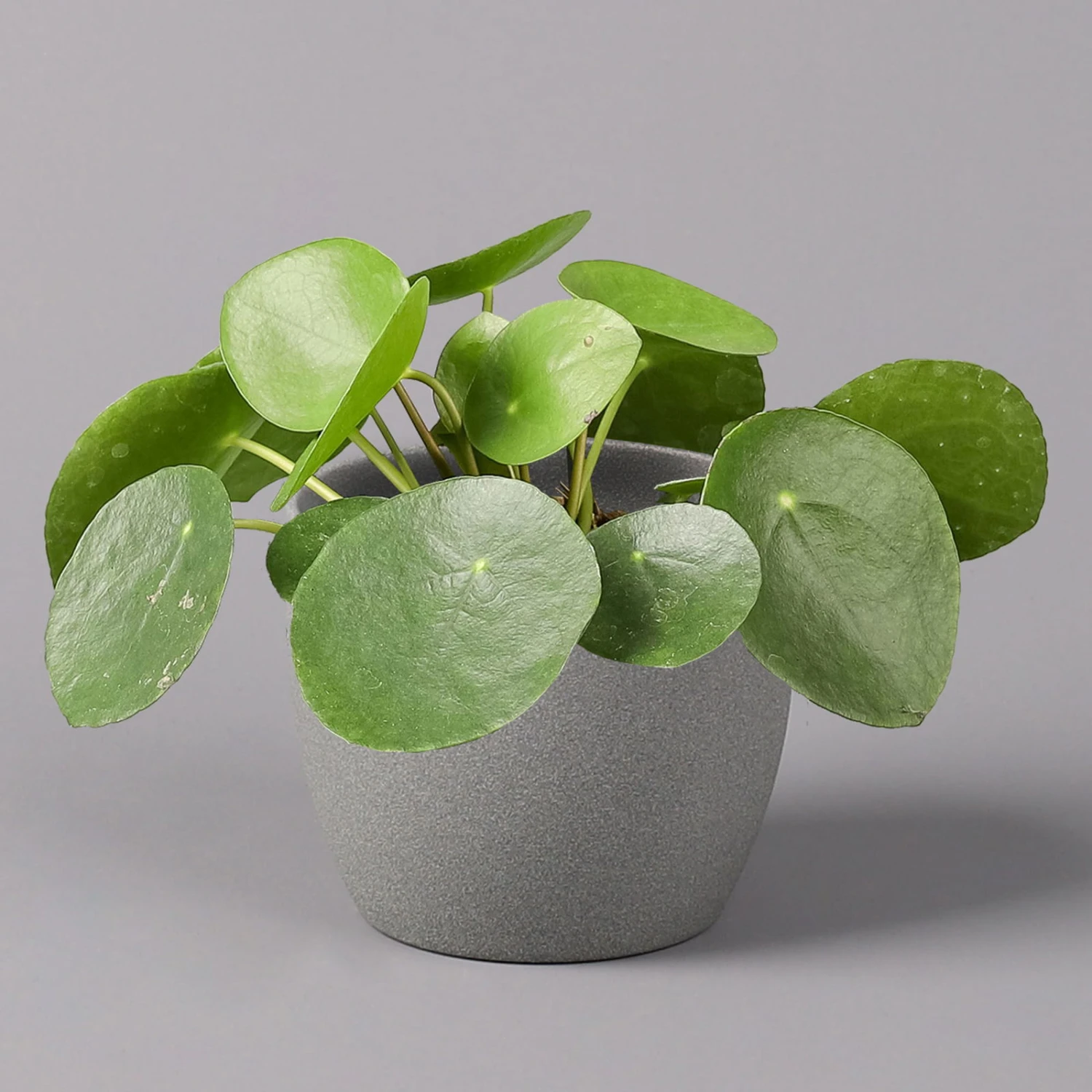 Pilea Peperomioides, Topf-Ø 12 Cm, Höhe Ca. 20 Cm, 3er-Set 2 Pilea Peperomioides, Topf-Ø 12 Cm, Höhe Ca. 20 Cm, 3er-Set – Bild 2