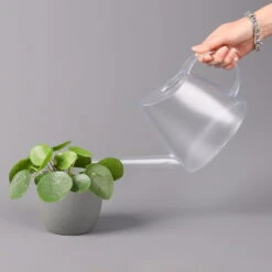 Pilea Peperomioides, Topf-Ø 12 Cm, Höhe Ca. 20 Cm, 3er-Set 10 Pilea Peperomioides, Topf-Ø 12 Cm, Höhe Ca. 20 Cm, 3er-Set -Stilvolles Gartenmöbelgeschäft 0220450177 Pilea peperomoides T12 3