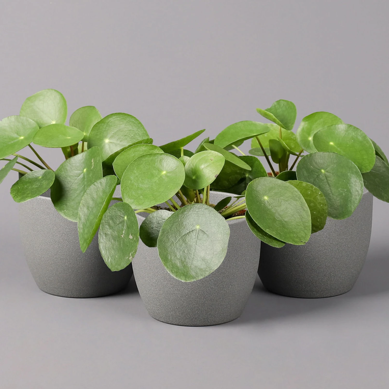Pilea Peperomioides, Topf-Ø 12 Cm, Höhe Ca. 20 Cm, 3er-Set 1 Pilea Peperomioides, Topf-Ø 12 Cm, Höhe Ca. 20 Cm, 3er-Set