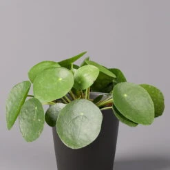 Pilea Peperomioides In Topf Anthrazit, Topf-Ø 12 Cm, H: Ca. 20 Cm, 3er-Set -Stilvolles Gartenmöbelgeschäft 0220450180 Pilea peperomioides Dallas anthrazit 2