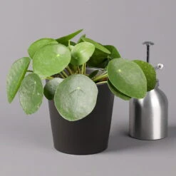 Pilea Peperomioides In Topf Anthrazit, Topf-Ø 12 Cm, H: Ca. 20 Cm, 3er-Set -Stilvolles Gartenmöbelgeschäft 0220450180 Pilea peperomioides Dallas anthrazit 3