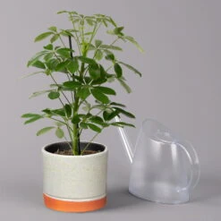 Strahlenaralie 'Nora' In Keramiktopf Lauren Grün, Topf-Ø 13 Cm, Höhe Ca. 45 Cm -Stilvolles Gartenmöbelgeschäft 0220550561 Schefflera Nora mit Uebertopf Lauren gruen 3 113323