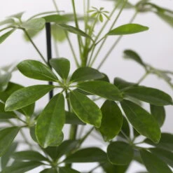 Strahlenaralie 'Nora' In Keramiktopf Lauren Grün, Topf-Ø 13 Cm, Höhe Ca. 45 Cm -Stilvolles Gartenmöbelgeschäft 0220550561 Schefflera Nora mit Uebertopf Lauren gruen 4 113324