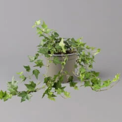 Efeu, Topf-Ø 12/13 Cm, 3er-Set -Stilvolles Gartenmöbelgeschäft 0220650276 Hedera gruen T12 13 3er Set 1 123949