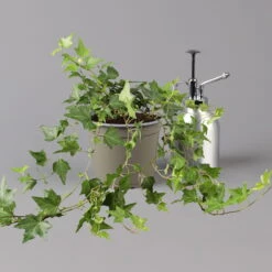 Efeu, Topf-Ø 12/13 Cm, 3er-Set -Stilvolles Gartenmöbelgeschäft 0220650276 Hedera gruen T12 13 3er Set 2 123948