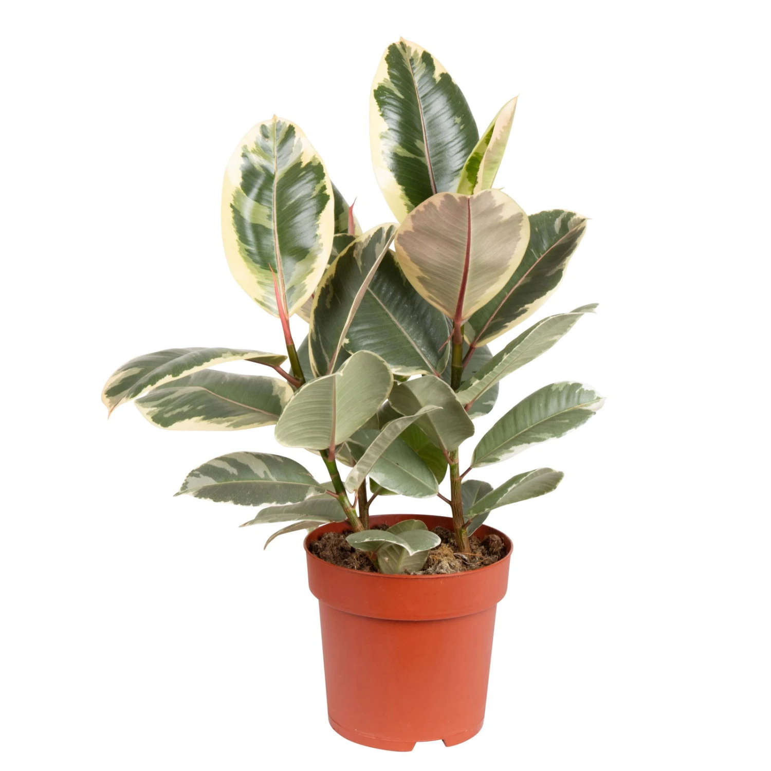 Gummibaum 'Tineke', Topf-Ø 19 Cm, Höhe Ca. 55 Cm 1 Gummibaum 'Tineke', Topf-Ø 19 Cm, Höhe Ca. 55 Cm