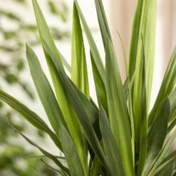 Palmlilie, Topf-Ø 27 Cm, Höhe Ca. 160 Cm -Stilvolles Gartenmöbelgeschäft 0220850134 Yucca auf Stamm verzweigt1