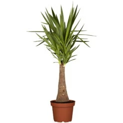 Palmlilie 'Maya Tree', Topf-Ø 24 Cm, Höhe Ca. 100 Cm -Stilvolles Gartenmöbelgeschäft 0220850193 Yucca eleph Maya Tree 45 Stamm 24cm 100cm