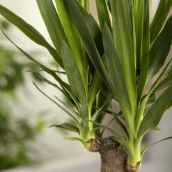 Palmlilie, Topf-Ø 21 Cm, Höhe Ca. 100 Cm 8 Palmlilie, Topf-Ø 21 Cm, Höhe Ca. 100 Cm -Stilvolles Gartenmöbelgeschäft 0220850207 Yucca eleph Yucca 3er Tuff1 1