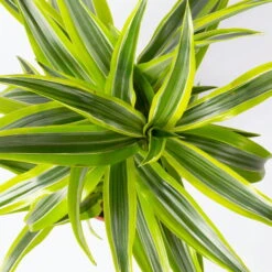 Duftender Drachenbaum 'Lemon Lime', Topf-Ø 17 Cm, 2er Tuff, Höhe Ca. 65 Cm 9 Duftender Drachenbaum 'Lemon Lime', Topf-Ø 17 Cm, 2er Tuff, Höhe Ca. 65 Cm -Stilvolles Gartenmöbelgeschäft 0221100047 Dracaena d Lemon Lime 17cm 2