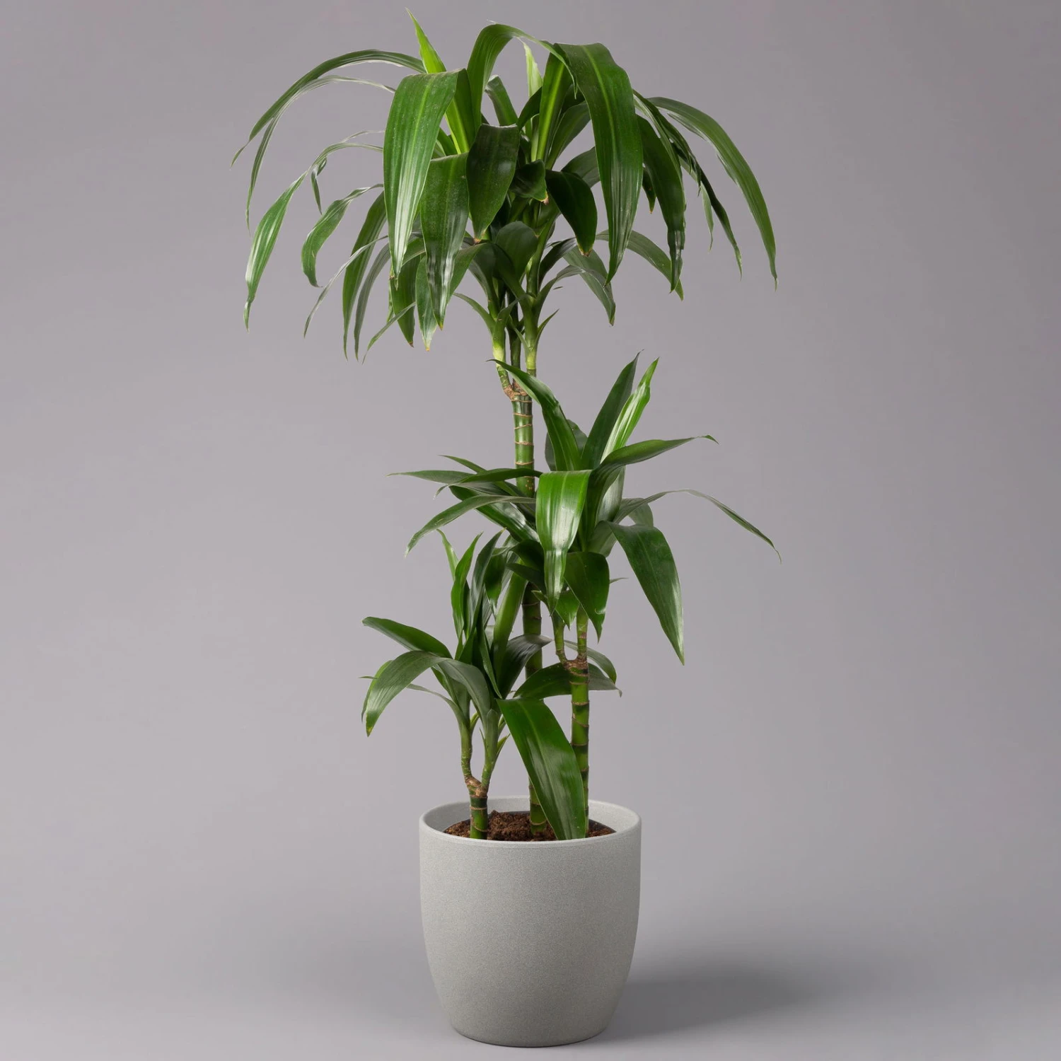 Duftender Drachenbaum 'Janet Craig', Topf-Ø 21 Cm, , Höhe Ca. 120 Cm 1 Duftender Drachenbaum 'Janet Craig', Topf-Ø 21 Cm, , Höhe Ca. 120 Cm