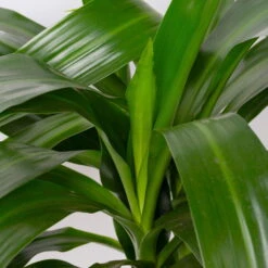 Duftender Drachenbaum 'Janet Craig', Topf-Ø 21 Cm, , Höhe Ca. 120 Cm 10 Duftender Drachenbaum 'Janet Craig', Topf-Ø 21 Cm, , Höhe Ca. 120 Cm -Stilvolles Gartenmöbelgeschäft 0221300009 Dracaena fr Janet Craig 21cm 2