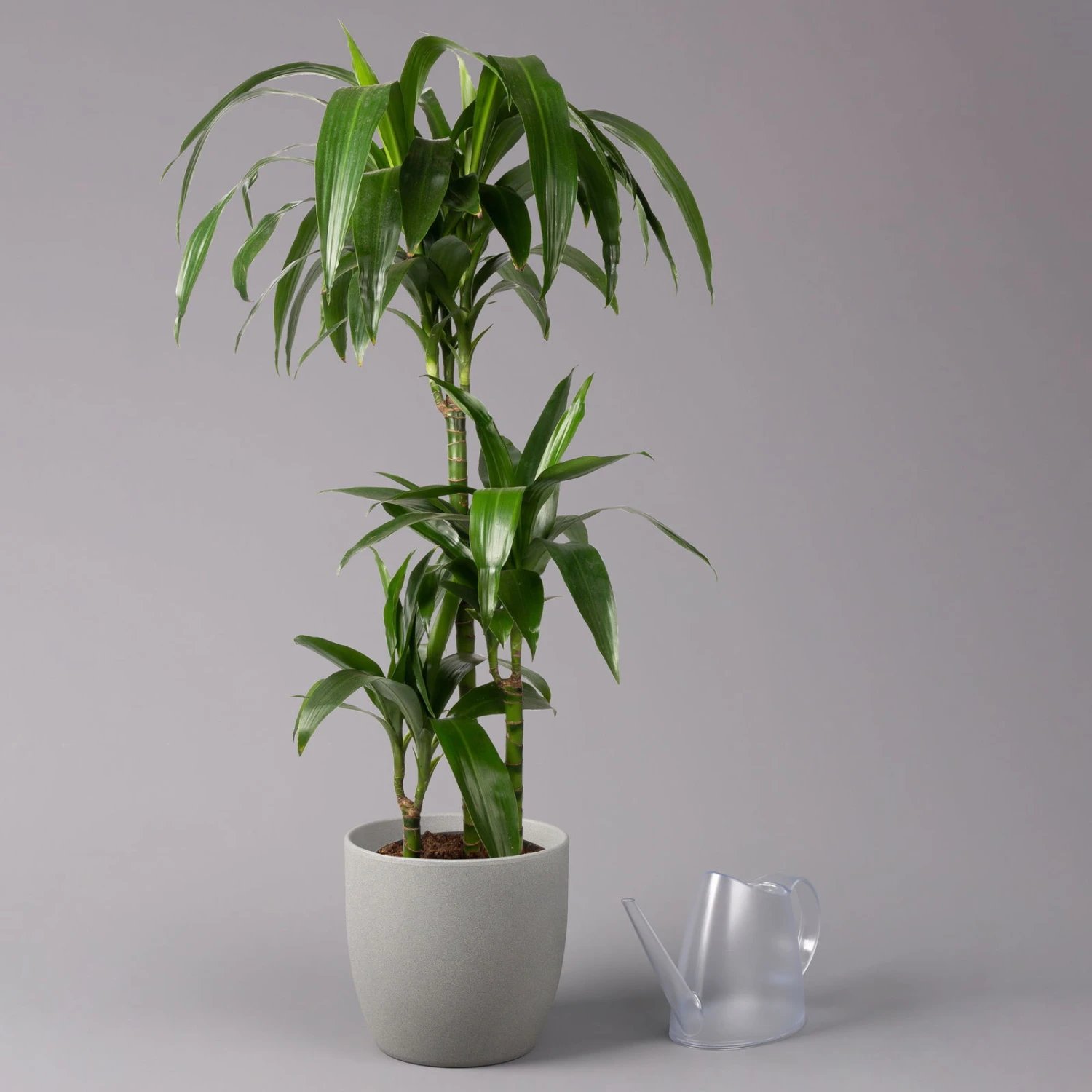 Duftender Drachenbaum 'Janet Craig', Topf-Ø 21 Cm, , Höhe Ca. 120 Cm 3 Duftender Drachenbaum 'Janet Craig', Topf-Ø 21 Cm, , Höhe Ca. 120 Cm – Bild 3