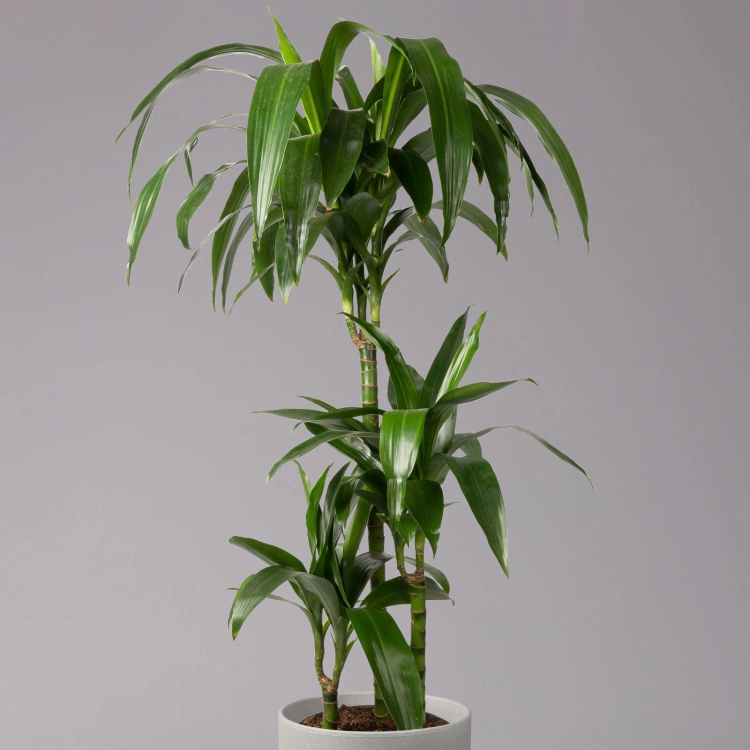 Duftender Drachenbaum 'Janet Craig', Topf-Ø 21 Cm, , Höhe Ca. 120 Cm 2 Duftender Drachenbaum 'Janet Craig', Topf-Ø 21 Cm, , Höhe Ca. 120 Cm – Bild 2