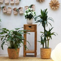 Duftender Drachenbaum 'Janet Craig', Topf-Ø 21 Cm, , Höhe Ca. 120 Cm 11 Duftender Drachenbaum 'Janet Craig', Topf-Ø 21 Cm, , Höhe Ca. 120 Cm -Stilvolles Gartenmöbelgeschäft 0221300009 Dracaena fr Janet Craig