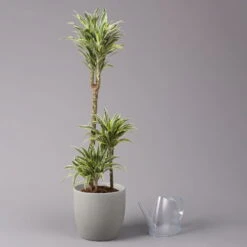 Duftender Drachenbaum 'Compacta Surprise', Topf-Ø 21 Cm, Höhe Ca. 100 Cm -Stilvolles Gartenmöbelgeschäft 0221300013 Dracaena d Compacta Surprise 21cm 3