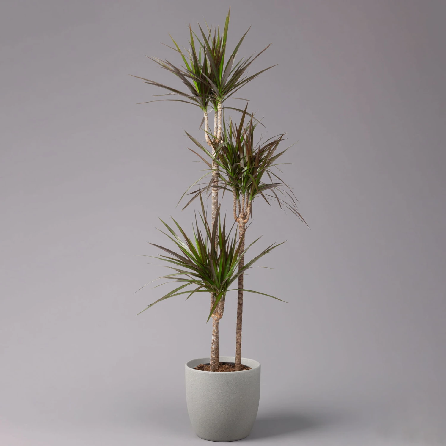 Gerandeter Drachenbaum 'Magenta', Topf-Ø 24 Cm, Höhe Ca. 150 Cm 1 Gerandeter Drachenbaum 'Magenta', Topf-Ø 24 Cm, Höhe Ca. 150 Cm