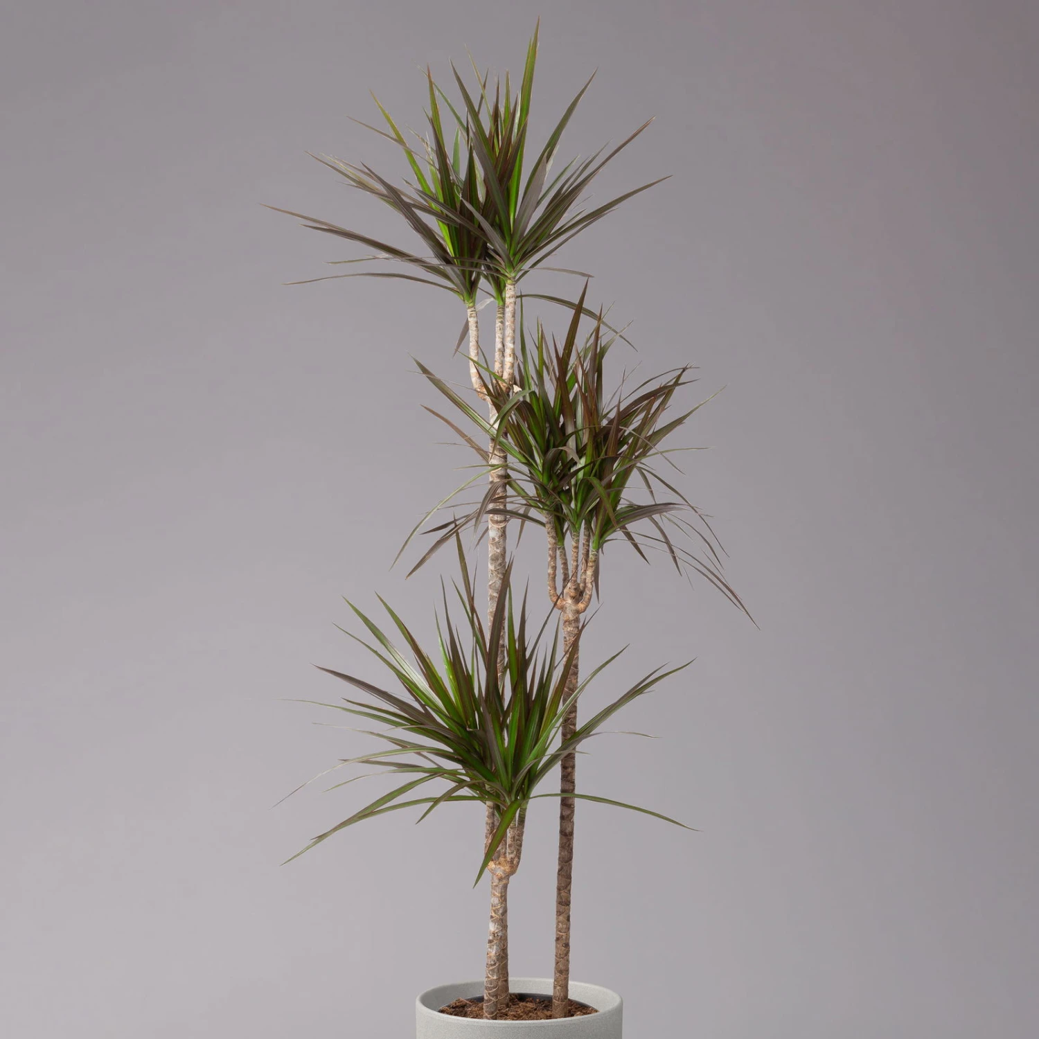 Gerandeter Drachenbaum 'Magenta', Topf-Ø 24 Cm, Höhe Ca. 150 Cm 2 Gerandeter Drachenbaum 'Magenta', Topf-Ø 24 Cm, Höhe Ca. 150 Cm – Bild 2