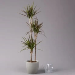 Gerandeter Drachenbaum 'Magenta', Topf-Ø 24 Cm, Höhe Ca. 150 Cm 8 Gerandeter Drachenbaum 'Magenta', Topf-Ø 24 Cm, Höhe Ca. 150 Cm -Stilvolles Gartenmöbelgeschäft 0221400036 Dracaena marginata Magenta Tuff 24cm 3