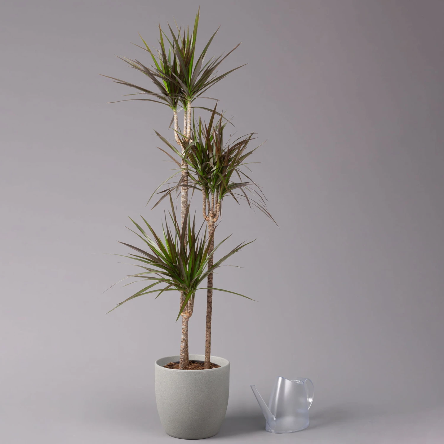 Gerandeter Drachenbaum 'Magenta', Topf-Ø 24 Cm, Höhe Ca. 150 Cm 3 Gerandeter Drachenbaum 'Magenta', Topf-Ø 24 Cm, Höhe Ca. 150 Cm – Bild 3