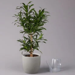 Drachenbaum, Karussell-Form, Topf-Ø 24 Cm, Höhe Ca. 90 Cm -Stilvolles Gartenmöbelgeschäft 0221400041 Dracaena reflexa Carroussell 24cm 3