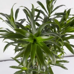 Drachenbaum, Karussell-Form, Topf-Ø 24 Cm, Höhe Ca. 90 Cm -Stilvolles Gartenmöbelgeschäft 0221400041 Dracaena reflexa Carroussell 24cm 4