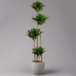 Duftender Drachenbaum 'Compacta', Topf-Ø 27 Cm, Höhe Ca. 160 Cm