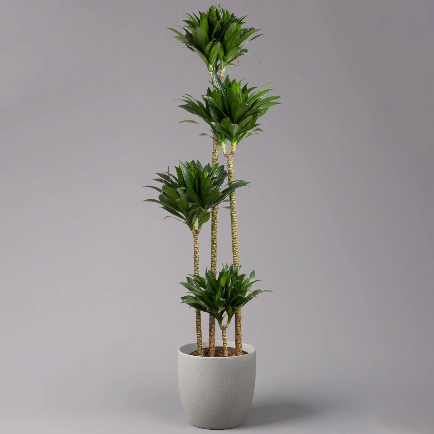 Duftender Drachenbaum 'Compacta', Topf-Ø 27 Cm, Höhe Ca. 160 Cm 1 Duftender Drachenbaum 'Compacta', Topf-Ø 27 Cm, Höhe Ca. 160 Cm