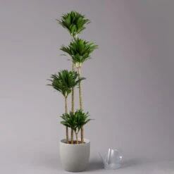 Duftender Drachenbaum 'Compacta', Topf-Ø 27 Cm, Höhe Ca. 160 Cm 8 Duftender Drachenbaum 'Compacta', Topf-Ø 27 Cm, Höhe Ca. 160 Cm -Stilvolles Gartenmöbelgeschäft 0221500001 Dracaena fr compacta Tuff 27cm 3