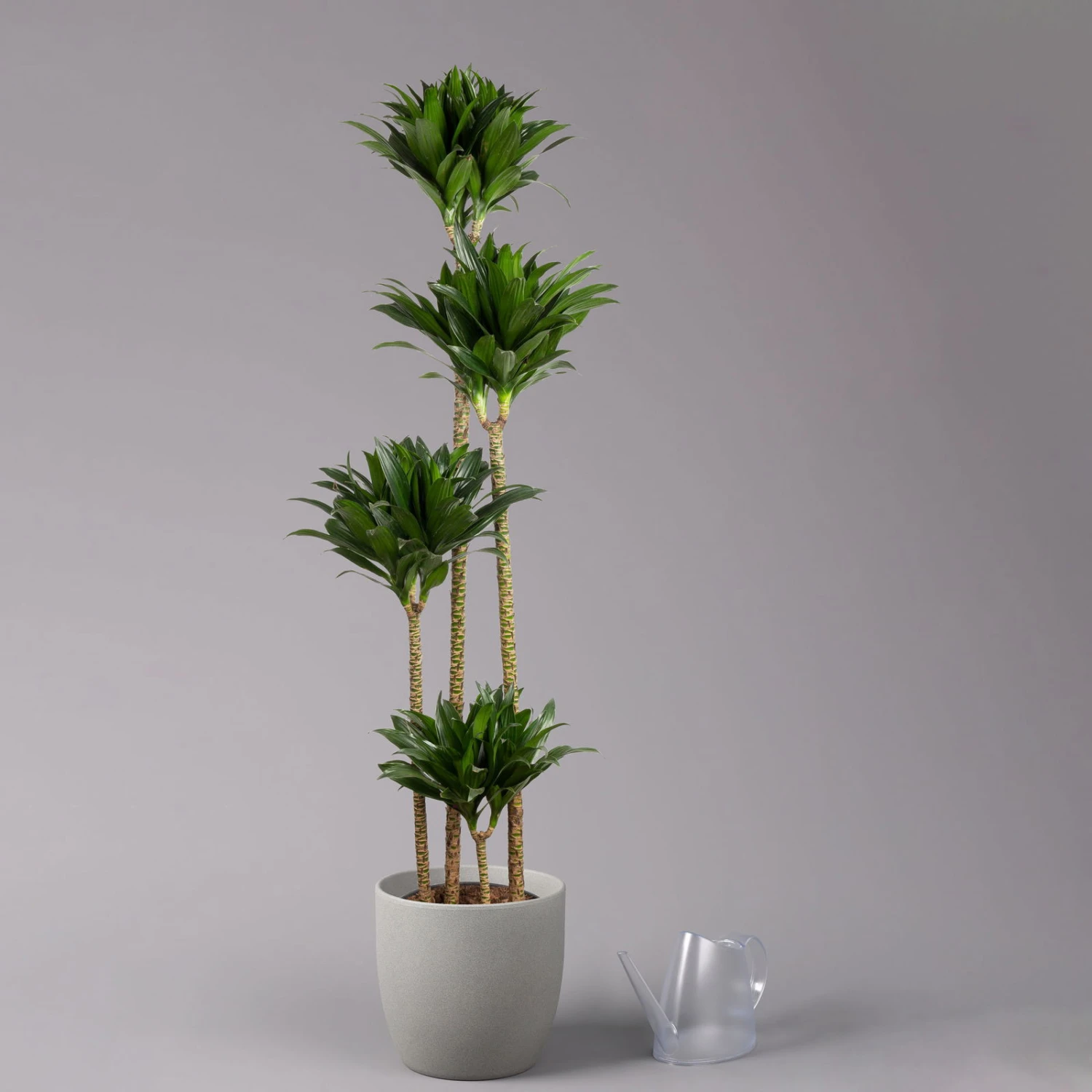 Duftender Drachenbaum 'Compacta', Topf-Ø 27 Cm, Höhe Ca. 160 Cm 3 Duftender Drachenbaum 'Compacta', Topf-Ø 27 Cm, Höhe Ca. 160 Cm – Bild 3