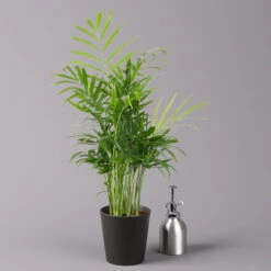 Bergpalme Mit Keramiktopf Anthrazit, Topf-Ø 12 Cm, Höhe Ca. 30 Cm, 2er-Set -Stilvolles Gartenmöbelgeschäft 0222100030 Chamaedorea eleg Dallas anthrazit 3